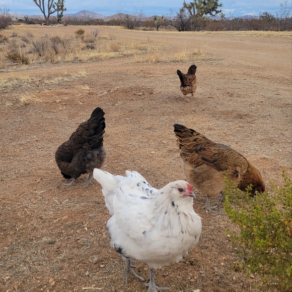 VETERANS DAY SALE - Picture 7 of 11